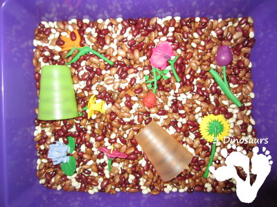 Flowers And Bean Sensory Bin- 3Dinosaurs.com