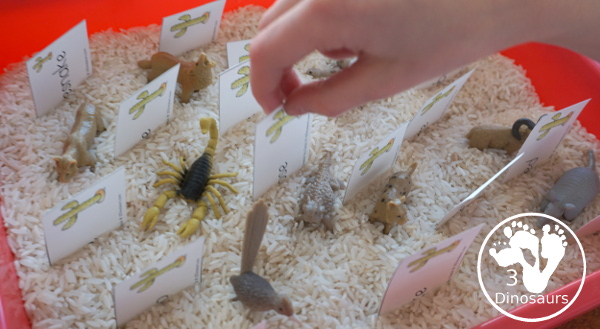 Free Wild West Sorting Nouns & Verbs - with Ghost Town at Sundown - pulling the noun and verb cards from the sensory bin - 3Dinosaurs.com