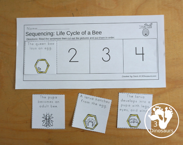 Life Cycle of a Bee Sequencing - with writing, reading, order of event cards, clip cards, cut and paste and more. The sequencing has four steps - 3Dinosaurs.com