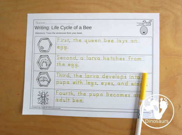 Life Cycle of a Bee Sequencing - with writing, reading, order of event cards, clip cards, cut and paste and more. The sequencing has four steps - 3Dinosaurs.com