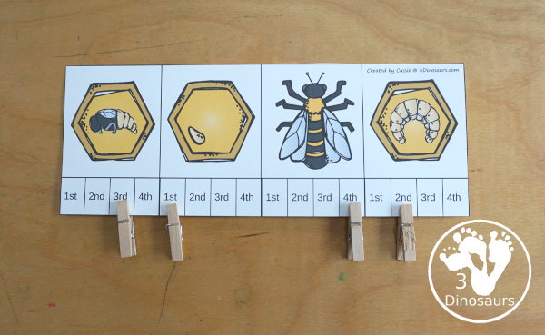 Life Cycle of a Bee Sequencing - with writing, reading, order of event cards, clip cards, cut and paste and more. The sequencing has four steps - 3Dinosaurs.com