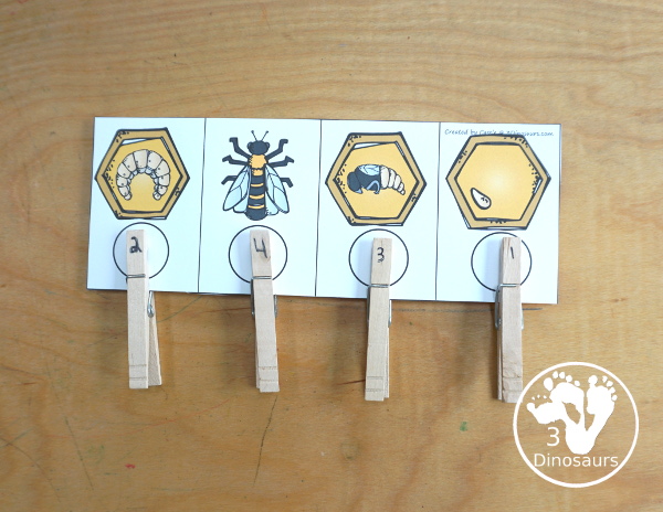 Life Cycle of a Bee Sequencing - with writing, reading, order of event cards, clip cards, cut and paste and more. The sequencing has four steps - 3Dinosaurs.com