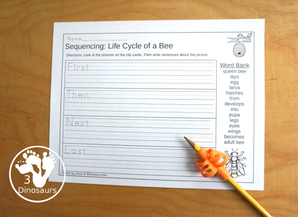 Life Cycle of a Bee Sequencing - with writing, reading, order of event cards, clip cards, cut and paste and more. The sequencing has four steps - 3Dinosaurs.com