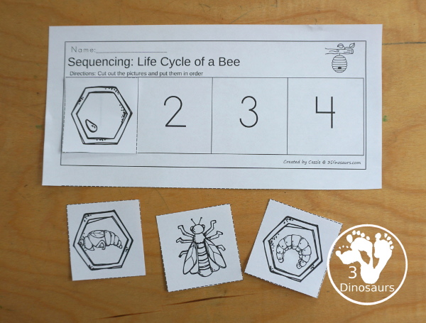 Life Cycle of a Bee Sequencing - with writing, reading, order of event cards, clip cards, cut and paste and more. The sequencing has four steps - 3Dinosaurs.com