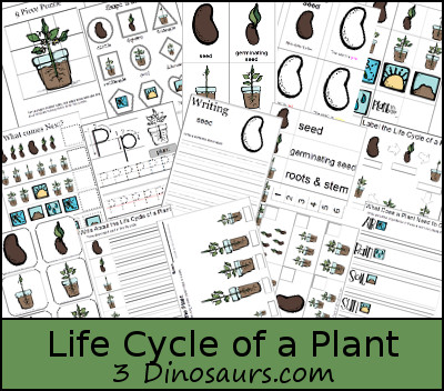 Free Life Cycle of a Plant Pack - with 59 pages of printables for prek, kindergarten and first grade with a mix of different hands on and no-prep printables. You have life cycle of a plant vocab cards and printables that match them. - 3Dinosaurs.com